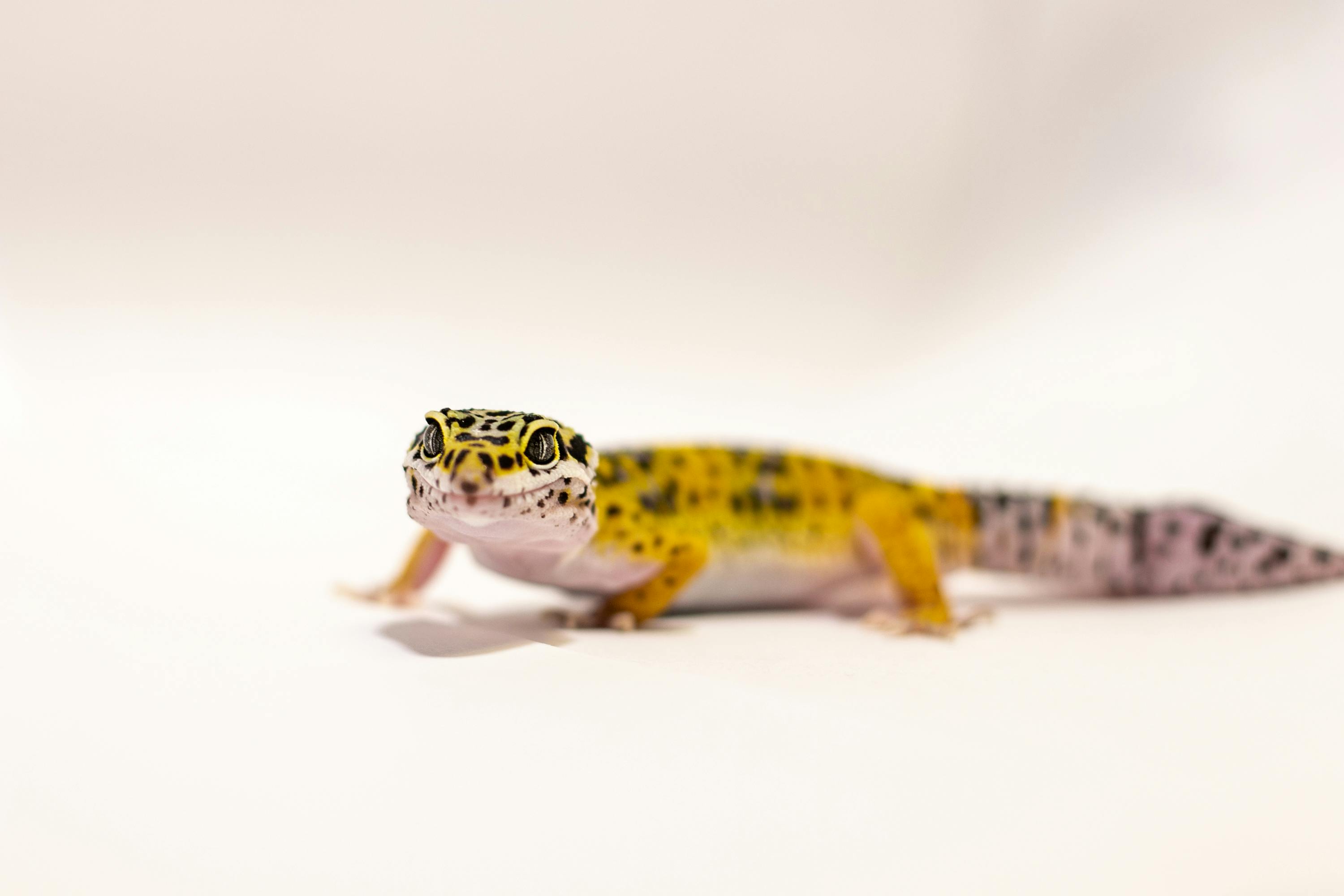Gecko Leopardo High Yellow